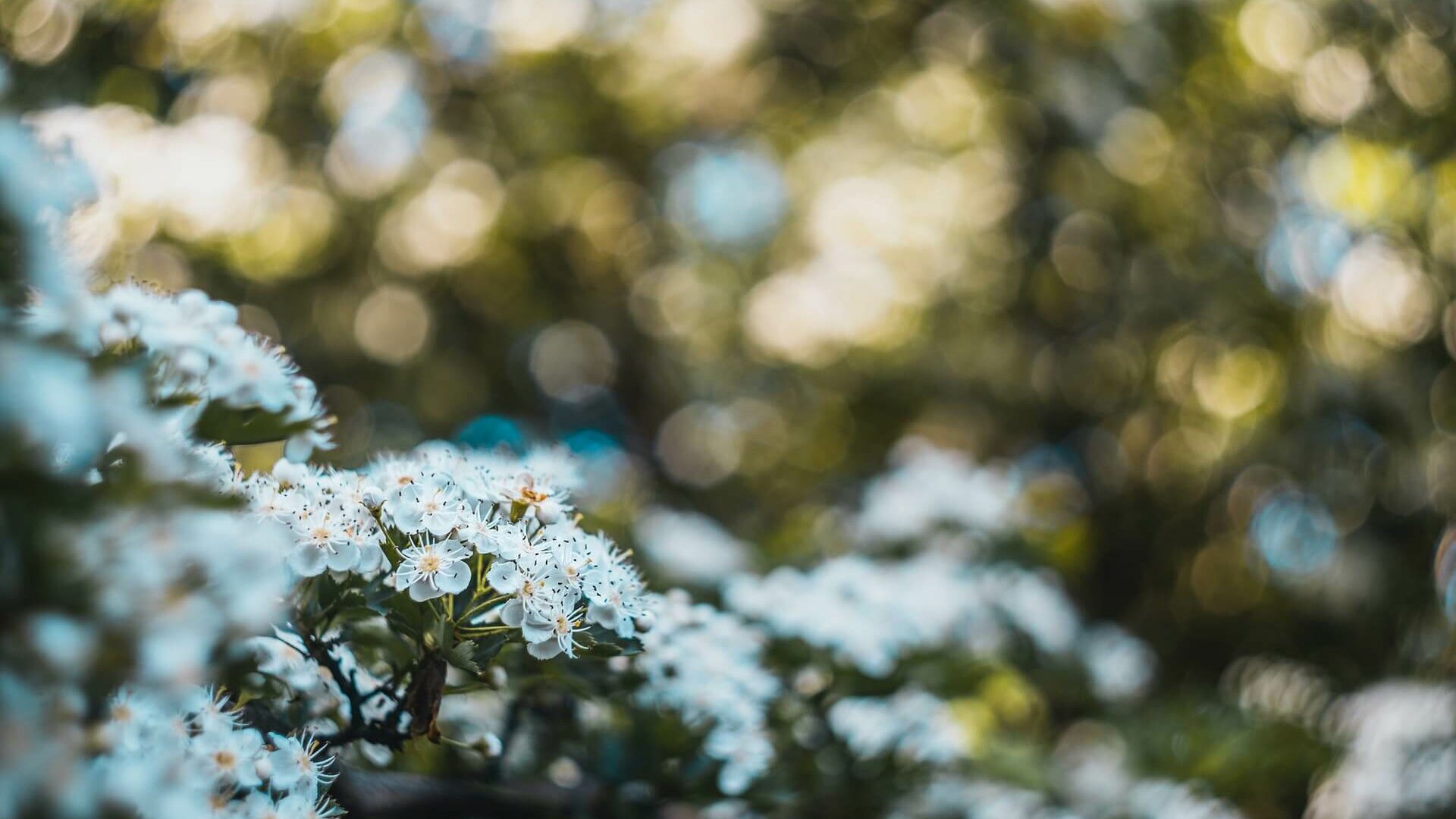 gallery bg